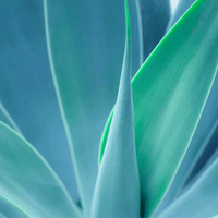 Fragrance notes