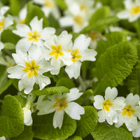 Fragrance notes