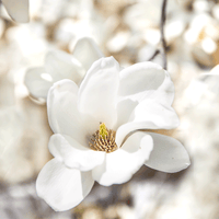 Fragrance notes